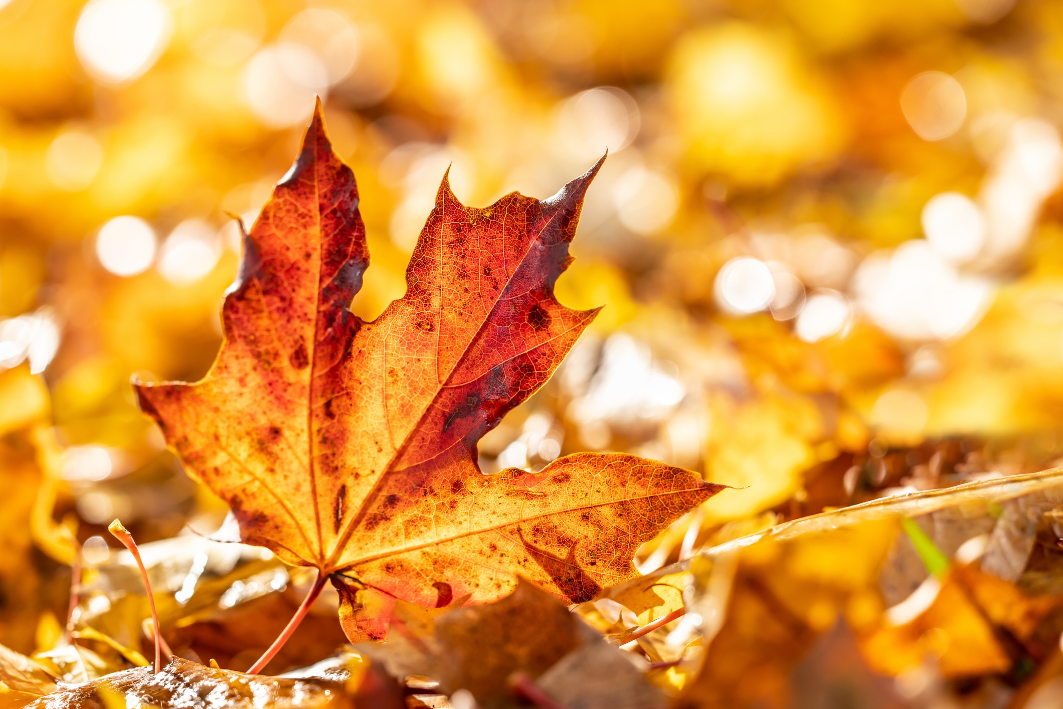 Close-up of a red maple leaf in the bright rays of the autumn morning sun. Autumn leaves in autumn colors and lights.