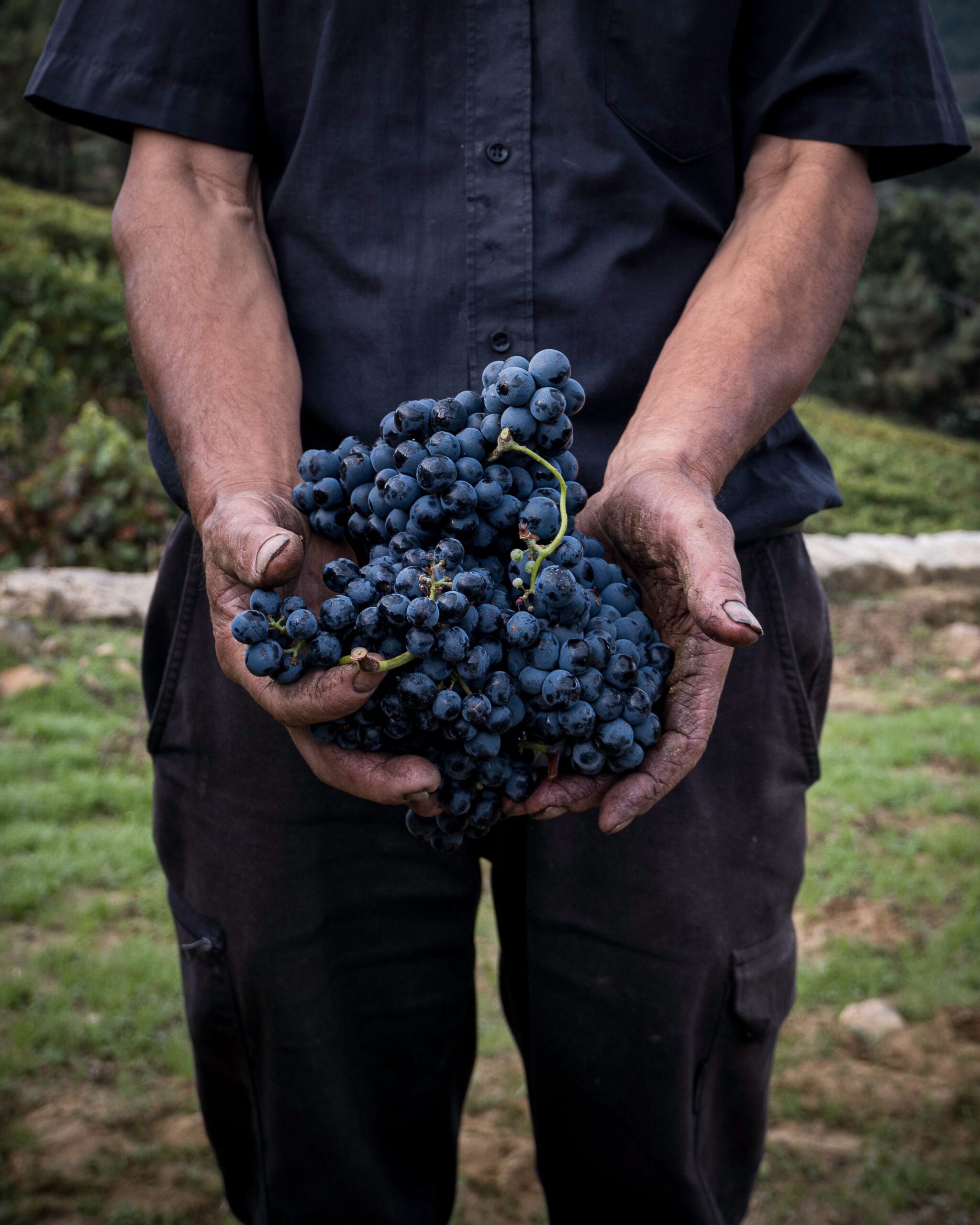 Vendemmia 2026 ai Castelli Romani