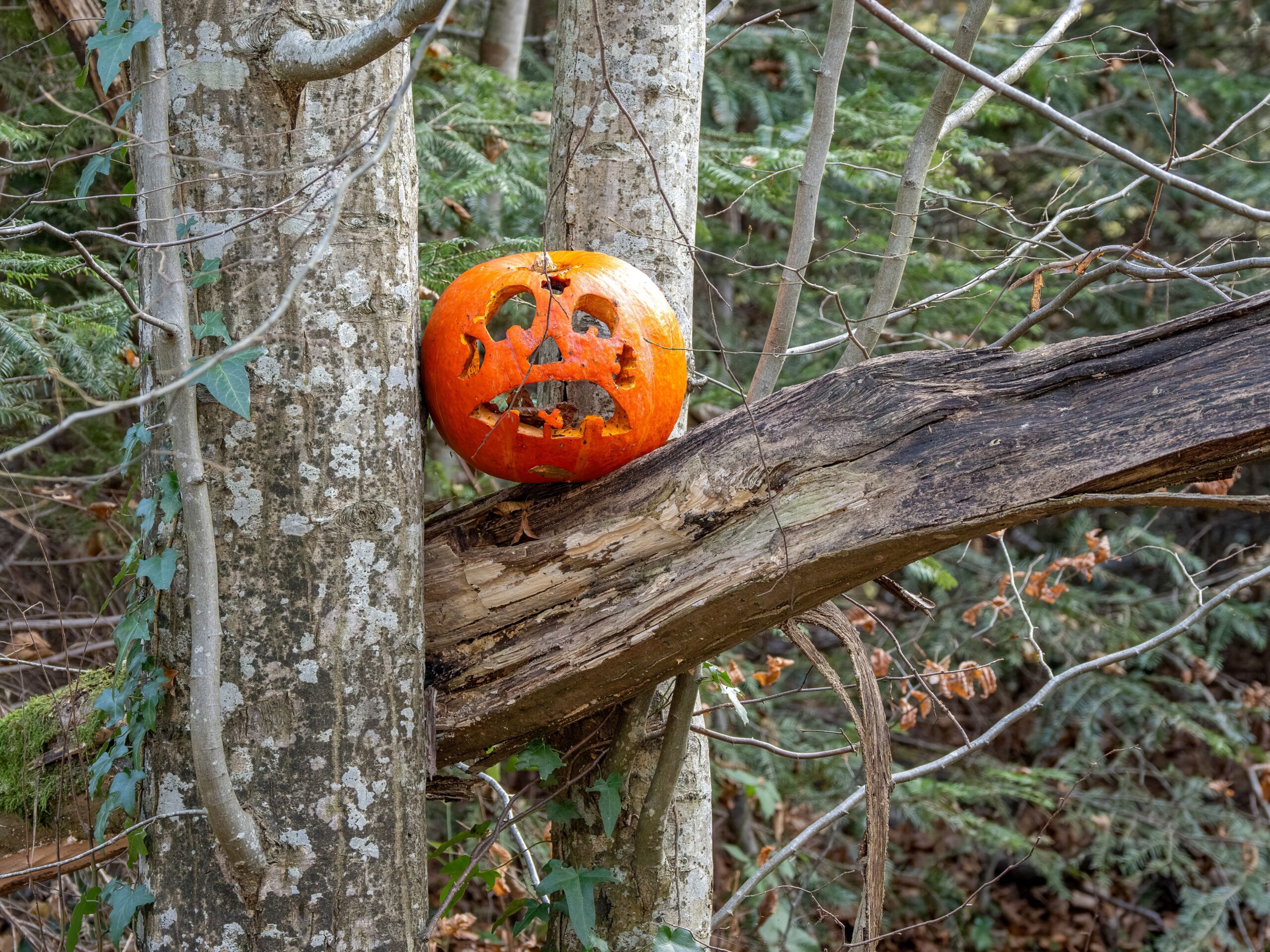 Il Bosco Stregato delle Zucche arriva a Marino