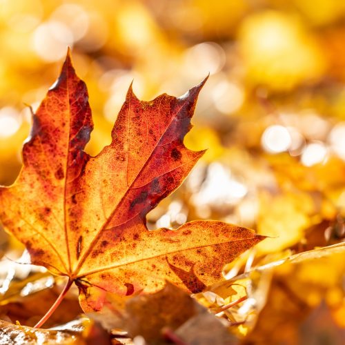 Close-up of a red maple leaf in the bright rays of the autumn morning sun. Autumn leaves in autumn colors and lights.