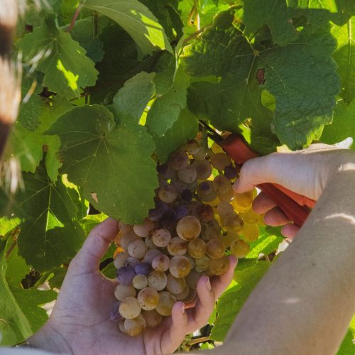Vendemmia nei Castelli Romani: storia e vini