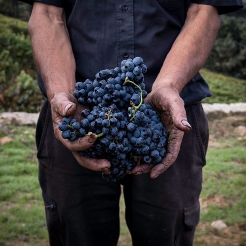 Vendemmia 2026 ai Castelli Romani
