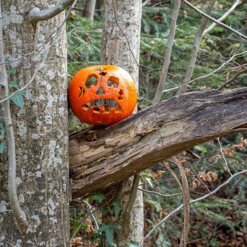 Il Bosco Stregato delle Zucche arriva a Marino